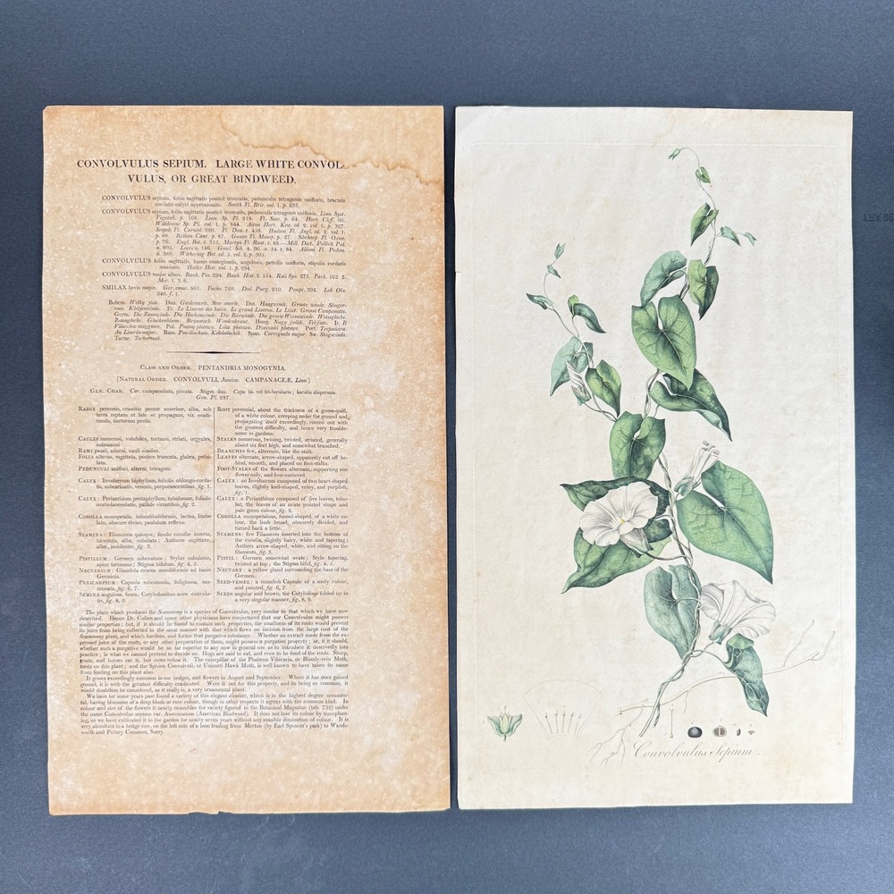Antique Hand Colored Botanical Print Convolvulus Sepium Great Bindweed c1808